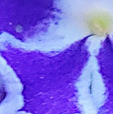 デュランタの写真